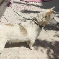 سگ خانگی پاکوتا|سگ|هشترود, |دیوار