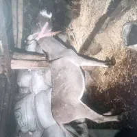 یک عدد الاغ نر