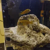 ماهی|ماهی|پاکدشت, پاکدشت (مامازند)|دیوار