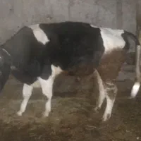 گوساله نر|حیوانات مزرعه|ترکمانچای, |دیوار