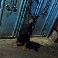 سگ نر|سگ|پاکدشت, پاکدشت (مامازند)|دیوار