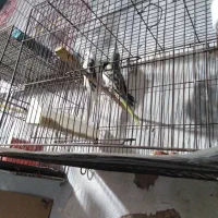 قناری|پرنده|ساری, |دیوار