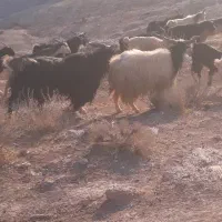 نر بز|حیوانات مزرعه|هندمینی, |دیوار