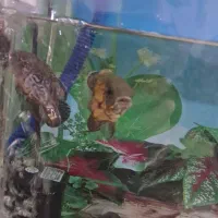 آکواریوم همراه ماهی سه عدد اسکار و کوسه|ماهی|ملایر, |دیوار