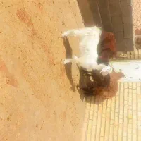 یک عدد بزغاله چاق کشتنی ... بز میش بره