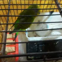 مرغ عشق|پرنده|اصفهان, فجر|دیوار