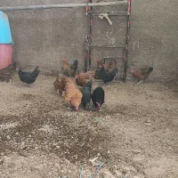 مرغ و خروس|حیوانات مزرعه|حمیدیه, |دیوار