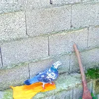 پرندگان|پرنده|فومن, |دیوار