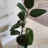 گل فیکوس|گل و گیاه طبیعی|مشهد, خین عرب|دیوار