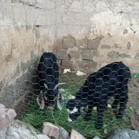 فروش 2عدد بزغاله