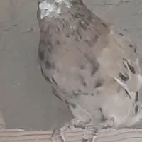 کبوتر پرشی