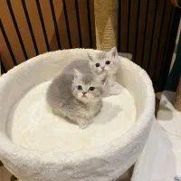 گربه بیریتیش نر|گربه|لاهیجان, امیرشهید|دیوار