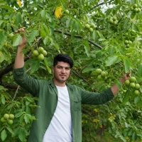 خرید نهال گردو بوانات با فرصت محدود