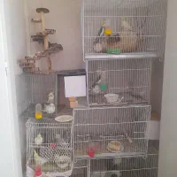 بهترین پرنده با بهترین ویتامین