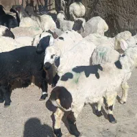 فروش بره و بزغاله نژاد خوب گوشتی|حیوانات مزرعه|زابل, |دیوار