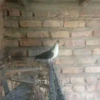 یک جفت  نر کفتر ساده سیا|پرنده|ایرانشهر, |دیوار