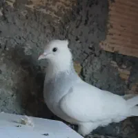 طوقی ابری ماده و شامی نر مرغ عشق نر دستی