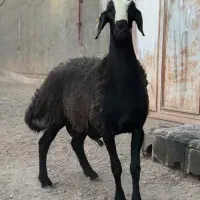 قوچ تخمی شال انتقال ژن (چند قلو زایی)