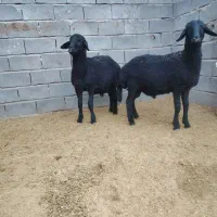 بره قوچ همو و هترو|حیوانات مزرعه|کمیجان, |دیوار