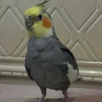 عروس هلندی
