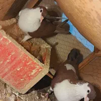 کفتر رنگی و چپ و ساده و کله