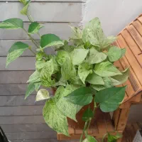 .گل|گل و گیاه طبیعی|فسا, |دیوار