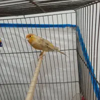 جفت قناری نر ماده