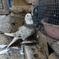 باسلام یه کبوتر نر