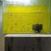 ماهی گوپی کوپی گپی کپی و اکواریوم