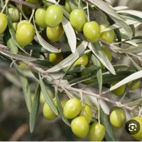 کارخانه زیتون خانم واقا با تمامی مزایا