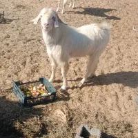 فروش سه عدد نر بز