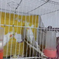 یک جفت عروس هلندی