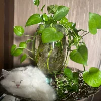 گربه پرشین کلاسیک|گربه|ساری, |دیوار