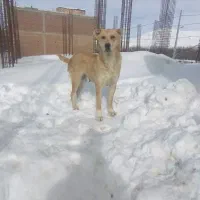 سگ گوسفندی دهن پاک|سگ|لیلان, |دیوار