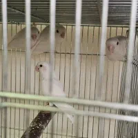 کوتوله برزیلی ، عروس هلندی|پرنده|جهرم, |دیوار