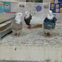 کفتر طوقی|پرنده|تهران, تختی|دیوار