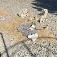 سگ پا کوتا اشپیتز نرو ماده