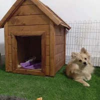 پامر روباهی