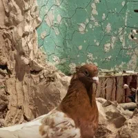 کله الماسی و کله سرخ