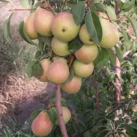باغ-میوه-در-قدیم-آباد