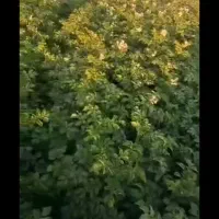 سیب دامی تازه درجه۱