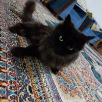 فروش گربه اسکاتیش ماده قیمت 5میلیون