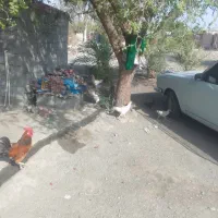 حمل بار