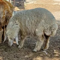 بره|حیوانات مزرعه|چوار, |دیوار