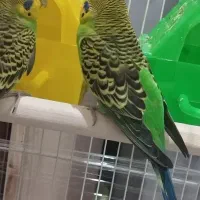 فروش مرغ عشق و فنج‌