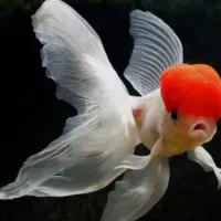 ماهی گلفیش رد گپ بزرگ