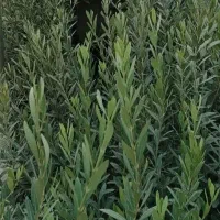 نهالستان مجاز مرادبکلو|خدمات باغبانی و درختکاری|قم, آزادگان|دیوار