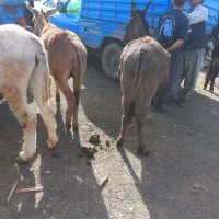 انواع خر و اسب برای بار یا سواری موجود است