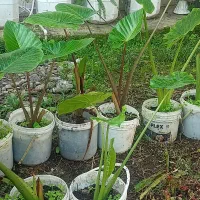 گل بابا ادم حراج بخاطر ساخت ساز|گل و گیاه طبیعی|سنگر, |دیوار