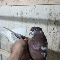 کبوتر سرخ|پرنده|گرگان, |دیوار